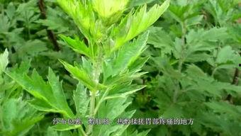 国产艾草视频在线观看,国产艾草视频在线观看，体验传统草药魅力