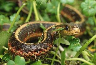 大王锦蛇是国产蛇吗视频