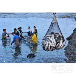 国产黑鱼视频大全,探寻水下精灵的精彩瞬间