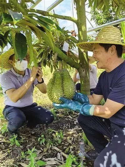 国产榴莲怎么翻车了啊视频,从期待到失望的蜕变之旅  第2张